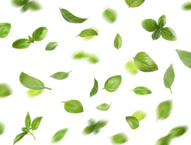 Beyaz arkaplana düşen yeşil fesleğen yaprakları