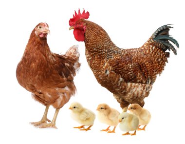 Horoz, tavuk ve piliçler beyaz arka planda. Hayvan ailesi.