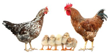 Horoz, tavuk ve piliçler beyaz arka planda. Hayvan ailesi.