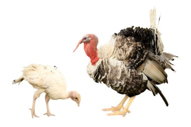 Beyaz arka planda hindi ve piliç. Hayvan ailesi.