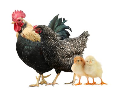 Horoz, tavuk ve piliçler beyaz arka planda. Hayvan ailesi.