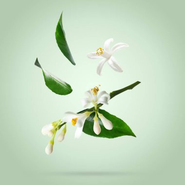 Turunçgil çiçekleri ve yapraklar açık yeşil zemine düşüyor