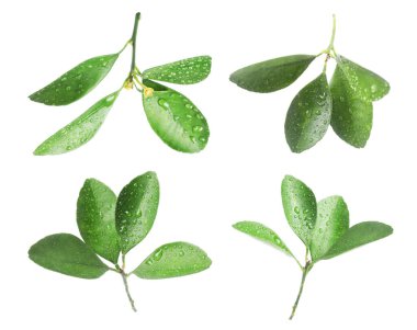 Citrus bitkisi. Yeşil yapraklar beyaz üzerine izole edilmiş