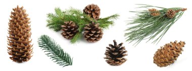 Ağaçların dalları ve koniler beyazlar içinde.