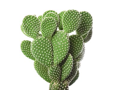 Güzel dikenli armut kaktüsü beyaza izole edilmiş.