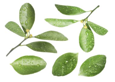 Yeşil narenciye yaprakları ve beyaz üzerine su damlaları.