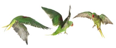 Beyaz arka planda uçan parlak papağan koleksiyonu. Alexandrine muhabbet kuşu