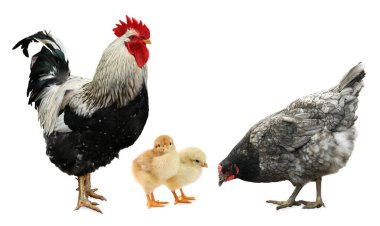 Horoz, tavuk ve piliçler beyaz arka planda. Hayvan ailesi.