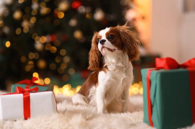 Evde, Noel hediye kutularının yanında sevimli bir köpek var.