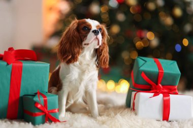 Evde, Noel hediye kutularının yanında sevimli bir köpek var.