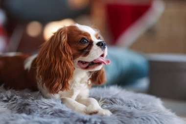 Noel için dekore edilmiş odada sevimli bir köpek, mesaj için de yer var.