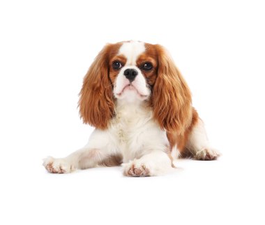 Süvari Kralı Charles Spaniel Köpeği beyazın üzerinde izole edilmiş.