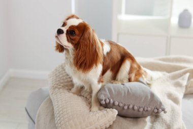 Şövalye Kral Charles Spaniel evde ekose üzerinde