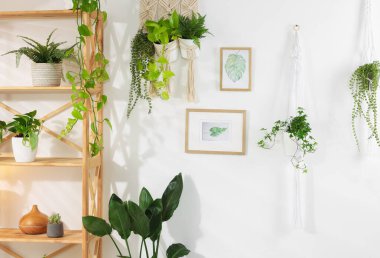 Kapıda asılı duran farklı saksı bitkileri.