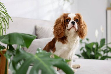 Kanepede sevimli bir köpek ve evdeki yeşil bitkiler.