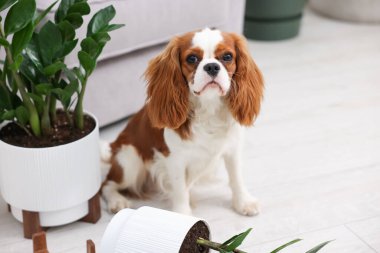 Şirin köpek evde neredeyse devrilmiş yeşil bir saksı, mesaj için yer var.