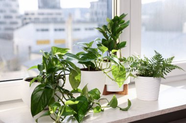 Pencere pervazında güzel saksılar var.