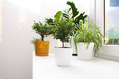 Evdeki pencere pervazında farklı güzel bitkiler, yakın çekim. Metin için boşluk