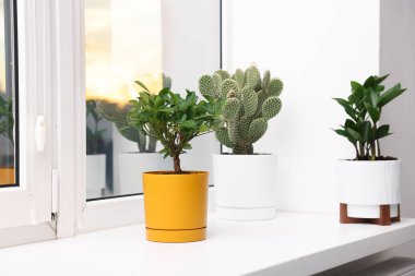 Evdeki pencere pervazında farklı güzel bitkiler.