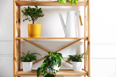 İçerideki ahşap raf ünitesinde farklı yeşil bitkiler ve sulama konserveleri var.