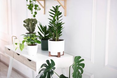 Farklı yeşil bitkiler ve su bidonları beyaz masa içinde.