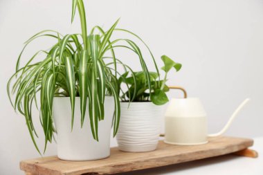 Kapalı alandaki beyaz duvarın yanındaki masada farklı yeşil bitkiler ve su bidonları var.