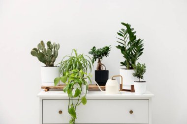 Beyaz duvarın yanındaki şifoniyerde farklı yeşil bitkiler ve su bidonu var.