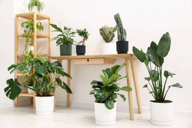 Ahşap masada farklı yeşil bitkiler, raf ünitesi ve zemin kapalı.