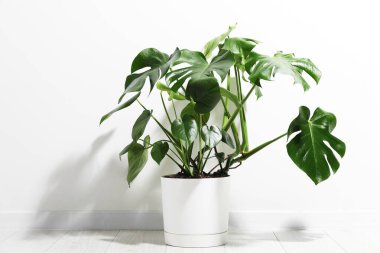 Beyaz duvarın yanında, yerde, tencerede büyüyen güzel bir canavar.