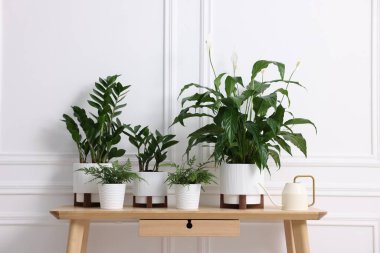 Güzel saksı çiçekleri ve sulama tenekesi beyaz duvarın yanındaki ahşap masada.