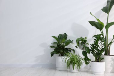 Beyaz duvarın yanında, yerde farklı yeşil bitkiler var.