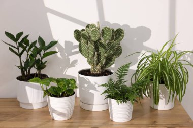 Beyaz duvarın yanındaki ahşap masada güzel saksılar var.