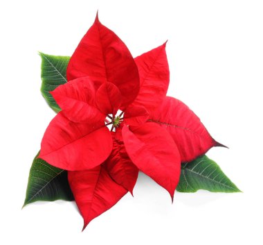 Beyaz yapraklı güzel kırmızı noktalı (Noel çiçeği)