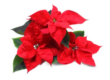 Güzel kırmızı noktalar (Noel çiçekleri) beyaz yapraklarla izole edilmiş, üst manzara