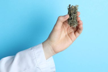 Açık mavi arka planda kurumuş şifalı bitkilerle doktor, yakın plan.