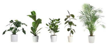 Beyaz tencerelerde izole edilmiş ev bitkileri koleksiyonu