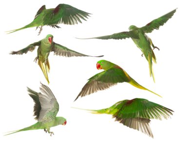 Beyaz arka planda uçan parlak papağan koleksiyonu. Alexandrine muhabbet kuşu