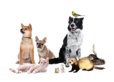 Beyazlar üzerinde izole edilmiş bir grup hayvan. Evcil hayvan