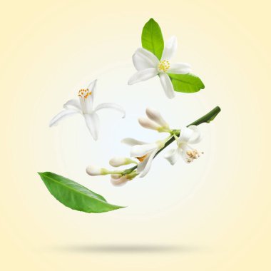 Turunçgil çiçekleri ve yapraklar bej arka plana düşüyor