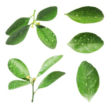 Citrus bitkisi. Yeşil yapraklar beyaz üzerine izole edilmiş