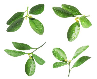 Citrus bitkisi. Yeşil yapraklar beyaz üzerine izole edilmiş