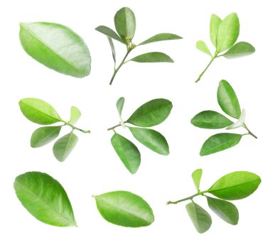 Citrus bitkisi. Yeşil yapraklar beyaz üzerine izole edilmiş