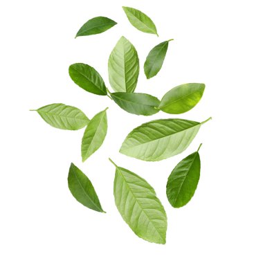 Beyaz arka planda uçan yapraklar.