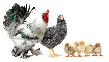 Horoz, tavuk ve piliçler beyaz arka planda. Hayvan ailesi.