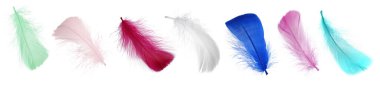 Beyaz üzerinde izole kuş tüyleri koleksiyonu