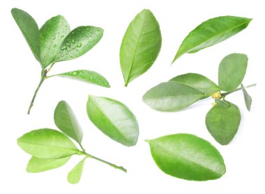 Narenciye bitkisinin yeşil yaprakları beyaz üzerine izole edilmiş.