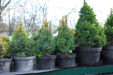 Pazarda saksılarda bir sürü küçük ladin ağacı var. Noel kutlaması