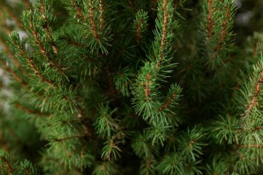 Small green spruce tree as background, closeup