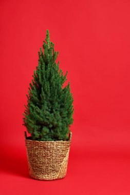 Kırmızı arka planda küçük ladin ağacı, metin için boşluk. Noel dekoru