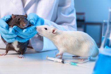 Laboratuvarda, beyaz ahşap masada farelerle çalışan bir bilim adamı.